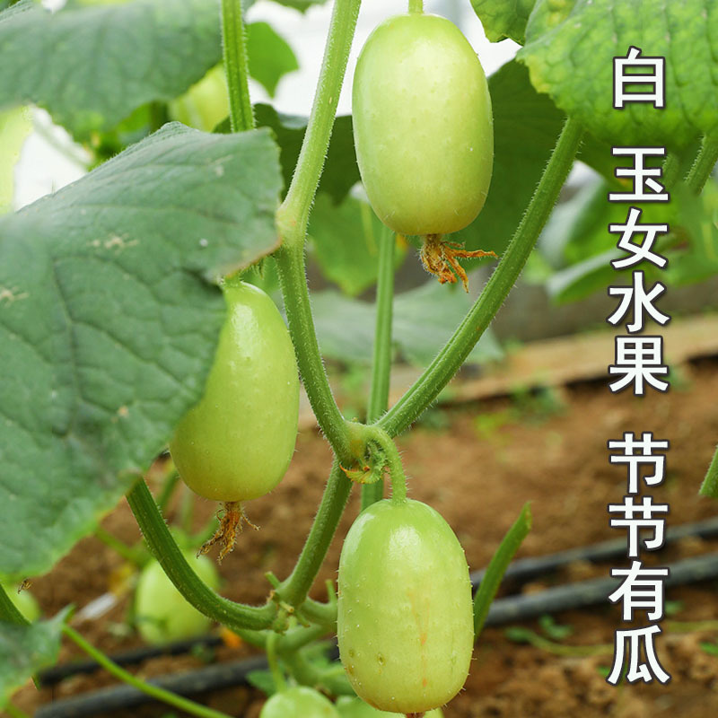 玉女黄瓜种子白色早熟节节有瓜清脆爽口无刺果皮光滑
