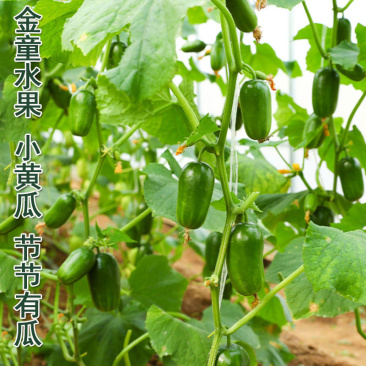 金童黄瓜种子亮绿皮无刺早熟节节有瓜春秋栽培露地