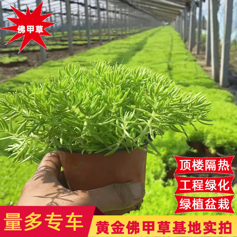 黄金佛甲草盆栽夏季耐热可暴晒耐寒四季常绿地被植物庭院假山