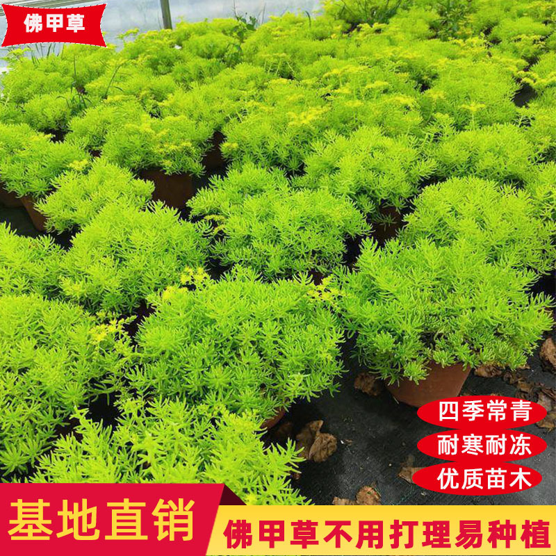 黄金佛甲草盆栽夏季耐热可暴晒耐寒四季常绿地被植物庭院假山