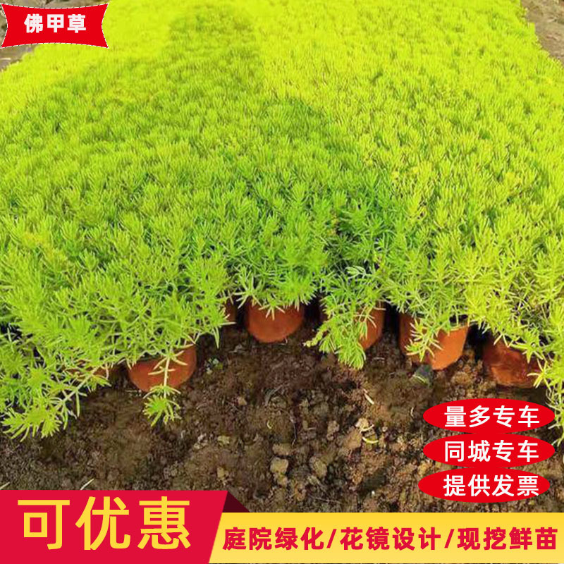 黄金佛甲草盆栽夏季耐热可暴晒耐寒四季常绿地被植物庭院假山