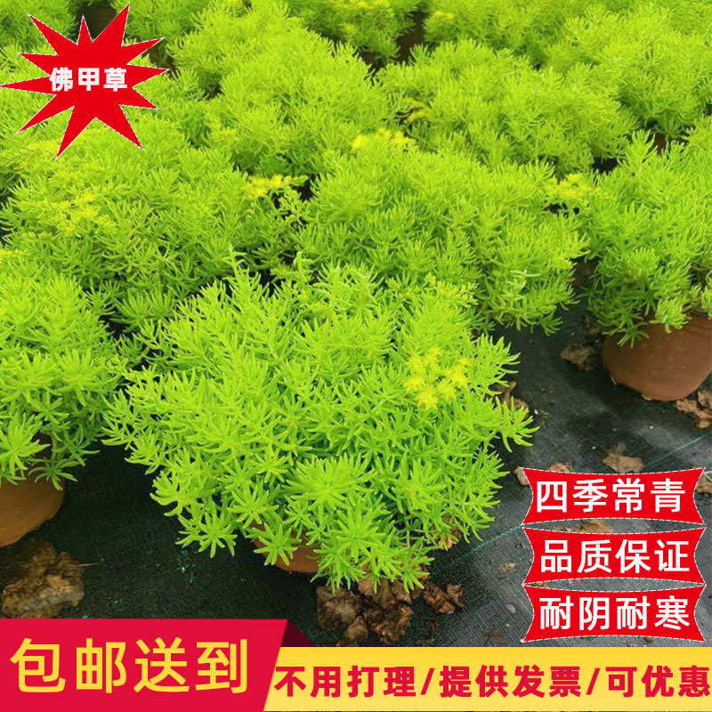 黄金佛甲草盆栽夏季耐热可暴晒耐寒四季常绿地被植物庭院假山