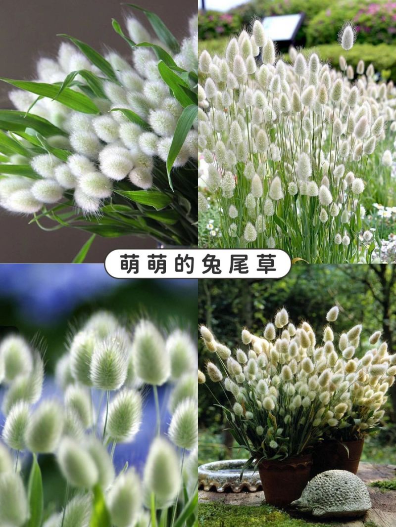 兔尾草