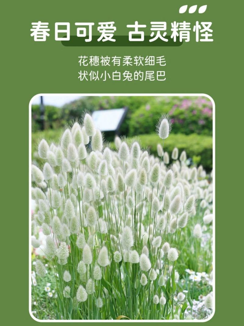 兔尾草