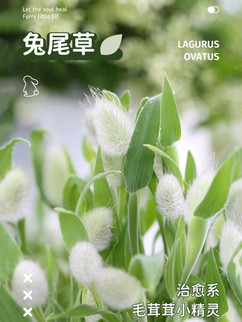 兔尾草