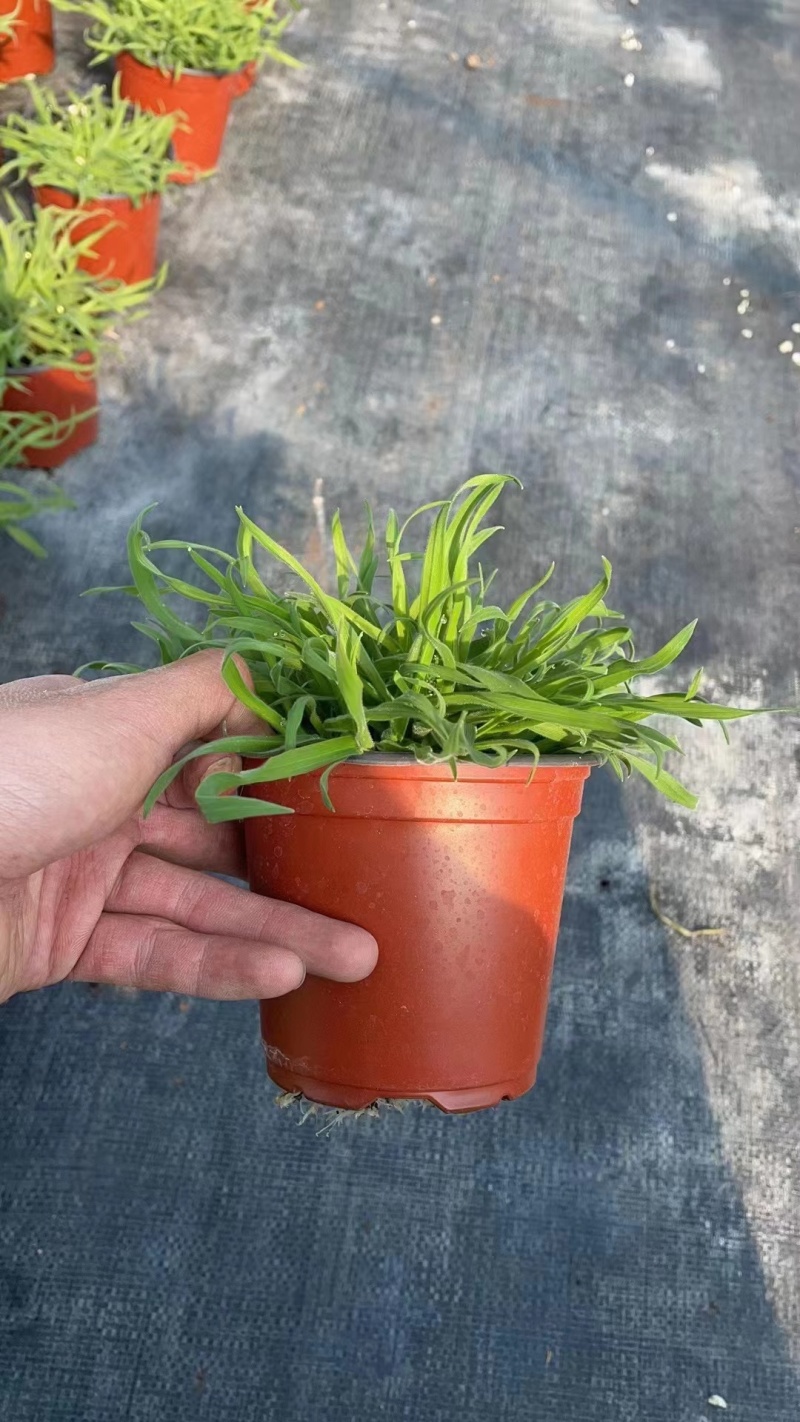 兔尾草