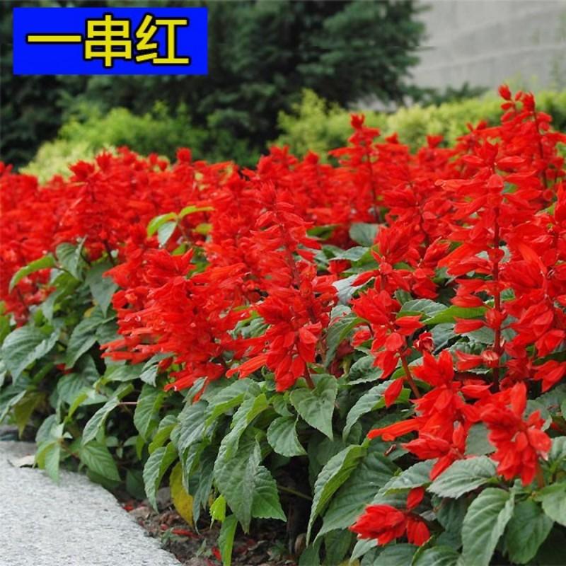 矮一串红种子矮串红高串红一串蓝种子易活播易种耐寒花卉种子