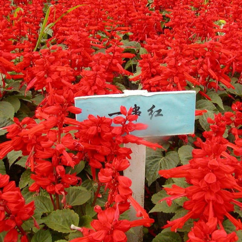 矮一串红种子矮串红高串红一串蓝种子易活播易种耐寒花卉种子