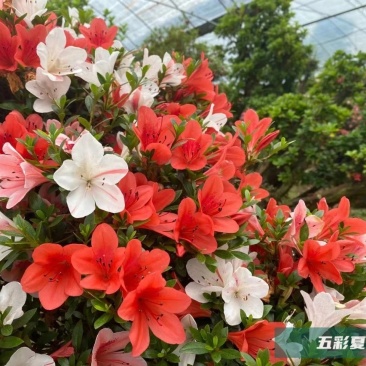 五彩杜鹃
