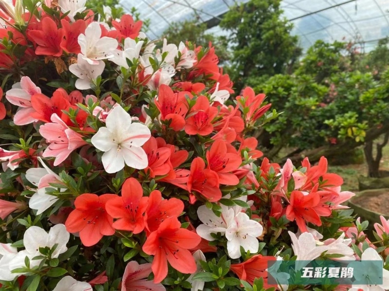 五彩杜鹃