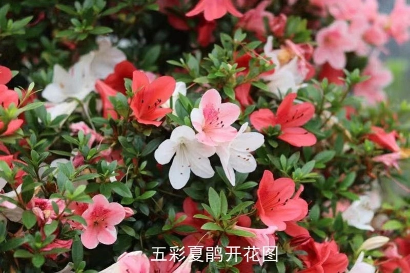 五彩杜鹃