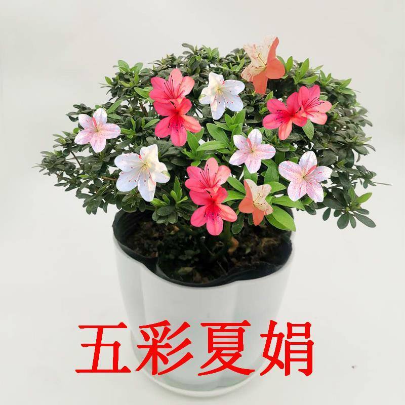 五彩杜鹃