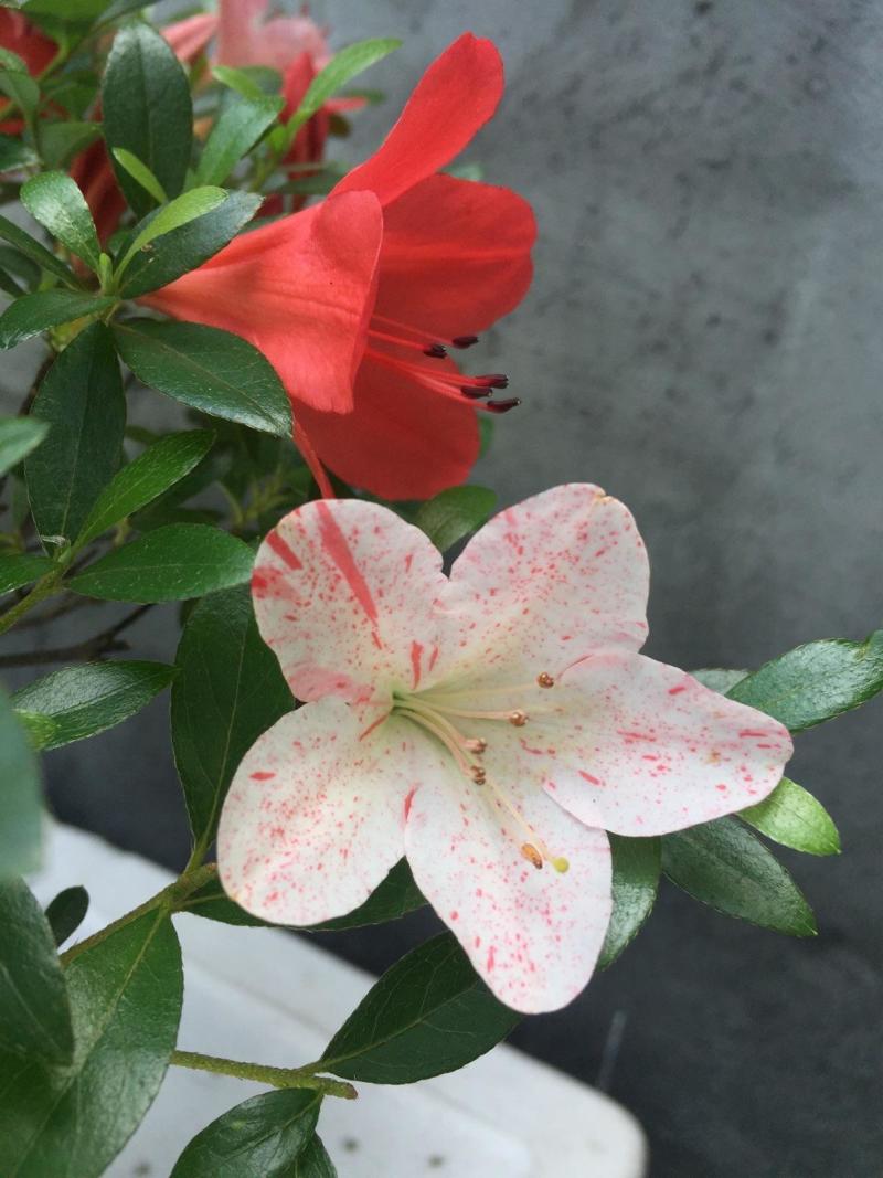 五彩杜鹃