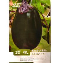 黑亮茄种子大果形抗病高产黑亮早果肉淡绿色春露地