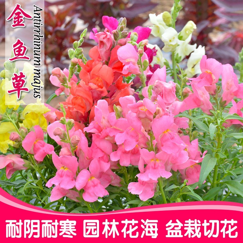 金鱼草花种子耐寒耐阴宿根花籽易活四季播种室外阳台盆栽花种