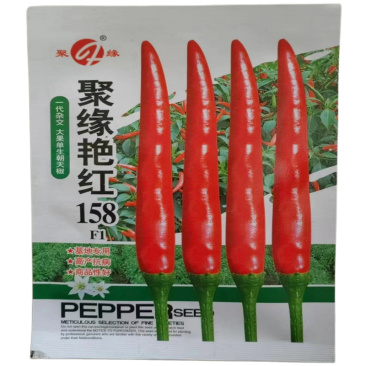 朝天椒种子聚缘艳红158大果单生朝天椒种孑果大硬度高