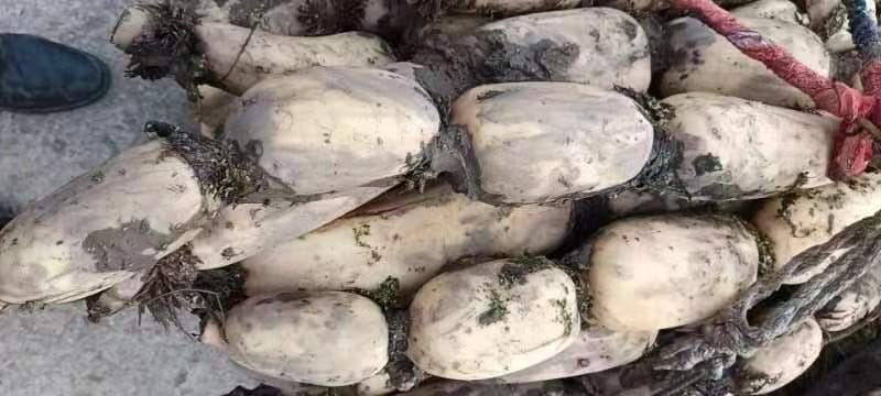 莲藕品种对比图