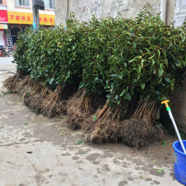 大果红花油茶嫁接苗1米高，裸根苗地苗