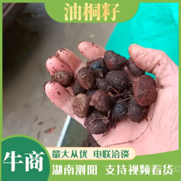 油桐籽，桐籽，湖南浏阳大量有货，价格优惠，欢迎电联采购