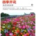 野花组合种子耐阴耐旱多年生庭院室外园区绿化易活草花种籽子