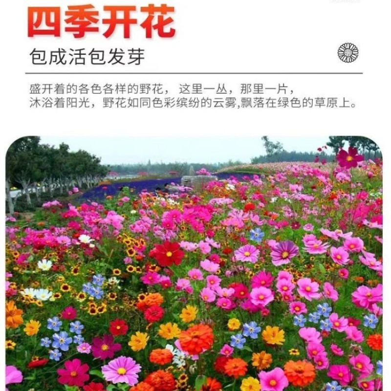 野花组合种子耐阴耐旱多年生庭院室外园区绿化易活草花种籽子