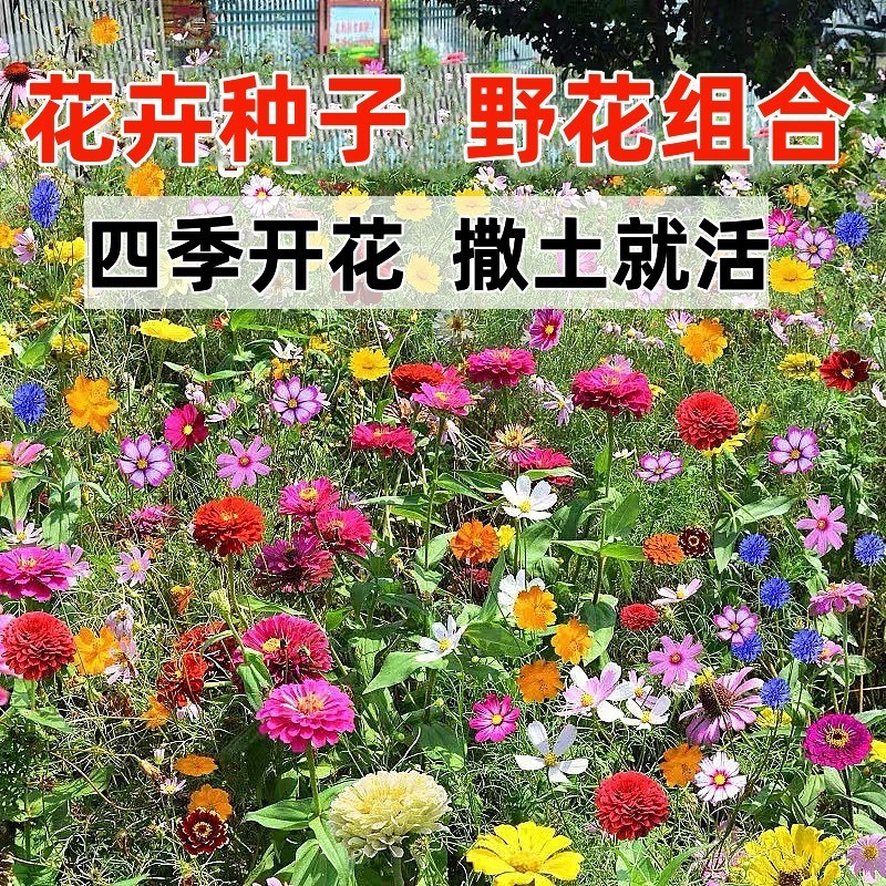 野花组合种子耐阴耐旱多年生庭院室外园区绿化易活草花种籽子
