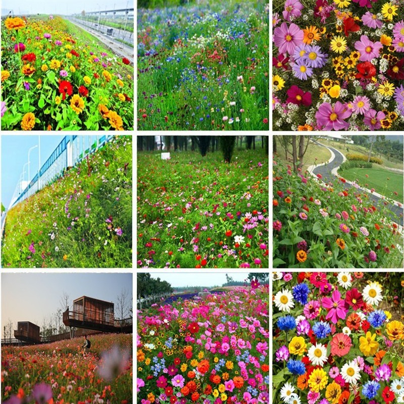 野花组合种子耐阴耐旱多年生庭院室外园区绿化易活草花种籽子