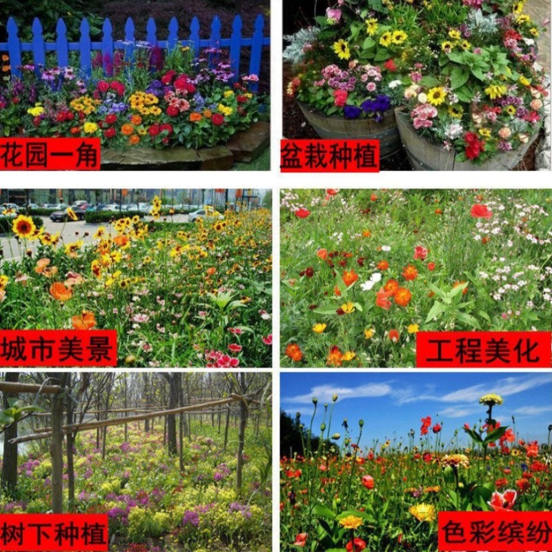野花组合种子耐阴耐旱多年生庭院室外园区绿化易活草花种籽子