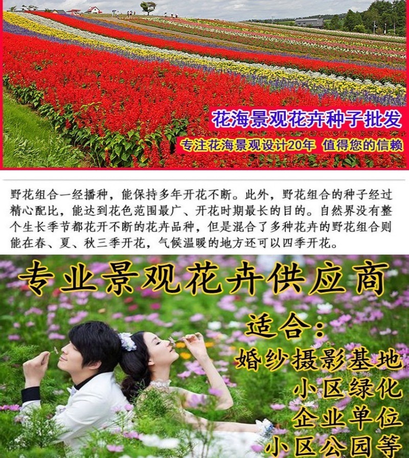 野花组合种子耐阴耐旱多年生庭院室外园区绿化易活草花种籽子