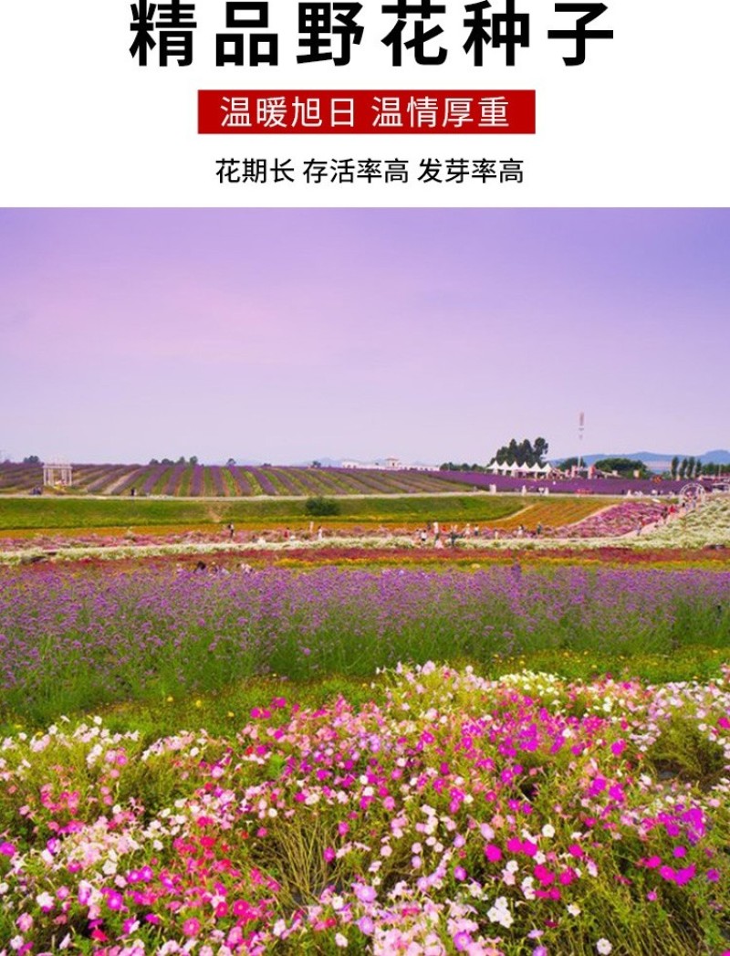 野花组合种子耐阴耐旱多年生庭院室外园区绿化易活草花种籽子