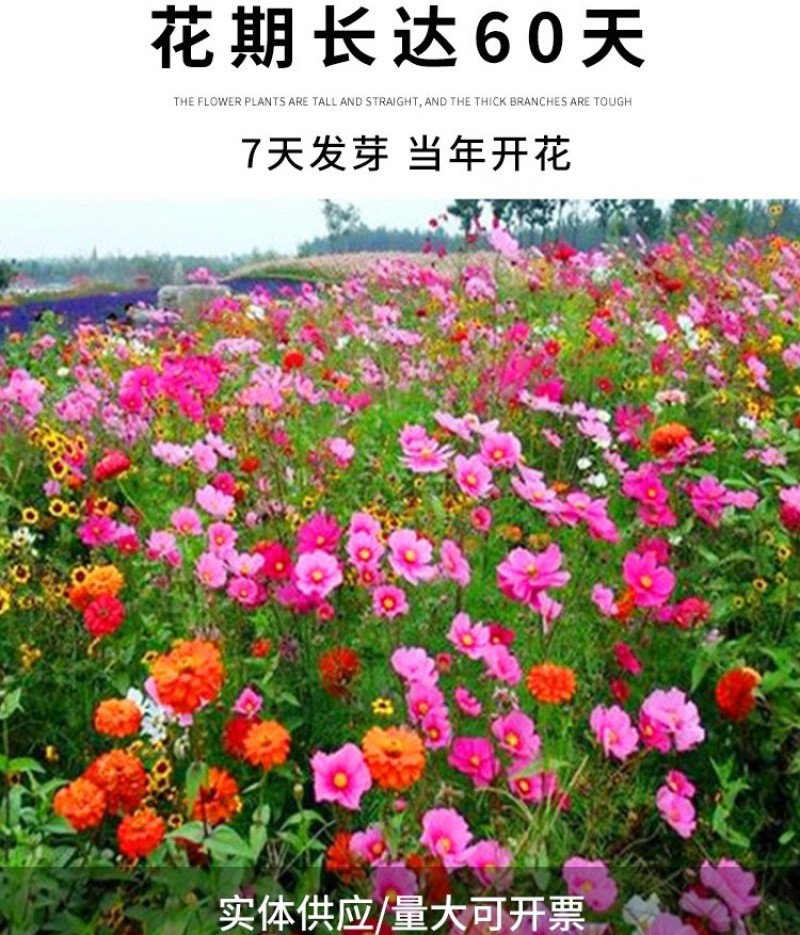 野花组合种子耐阴耐旱多年生庭院室外园区绿化易活草花种籽子