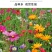 野花组合种子耐阴耐旱多年生庭院室外园区绿化易活草花种籽子