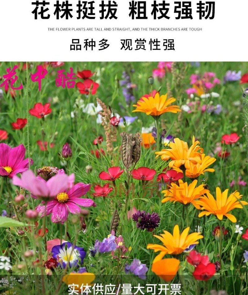 野花组合种子耐阴耐旱多年生庭院室外园区绿化易活草花种籽子