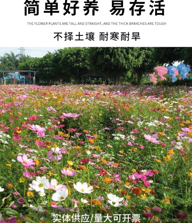 野花组合种子耐阴耐旱多年生庭院室外园区绿化易活草花种籽子