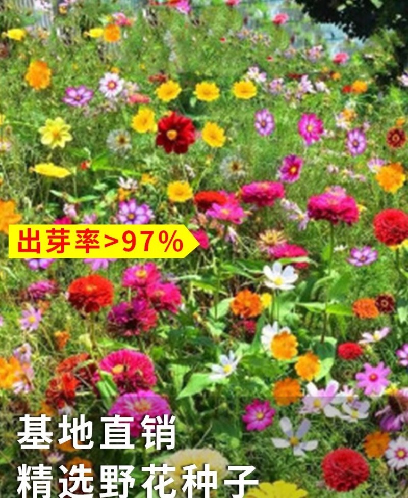 野花组合种子耐阴耐旱多年生庭院室外园区绿化易活草花种籽子