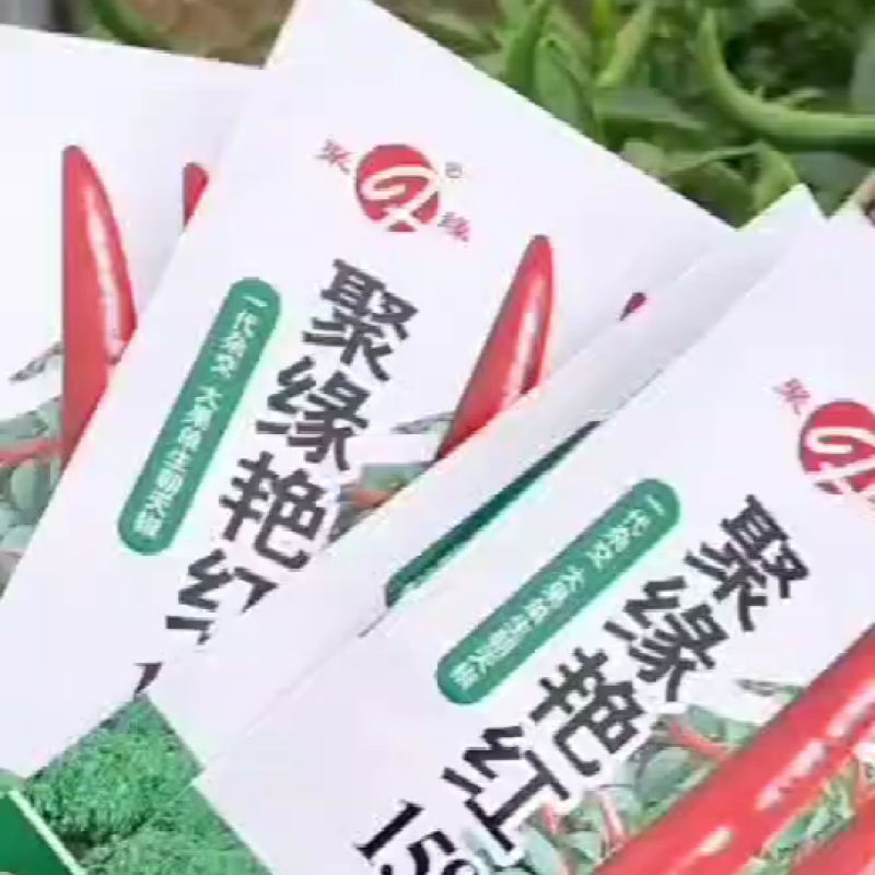 朝天椒种子聚缘艳红158大果单生抗病腌制剁椒鲜食硬