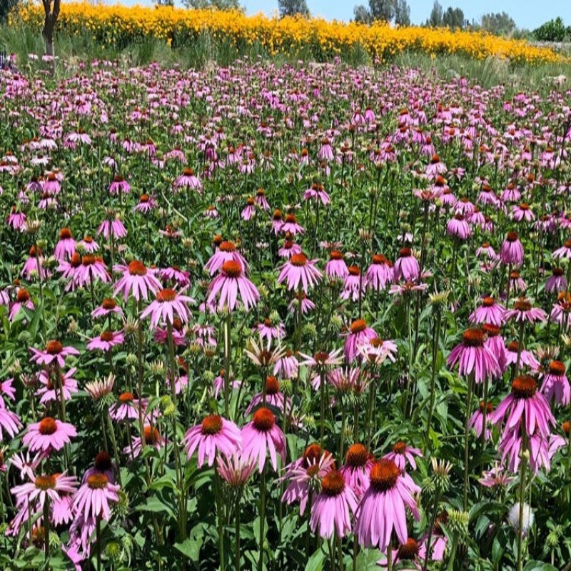紫色松果菊种子四季种易活开花不断紫锥菊花庭院室外花种籽子