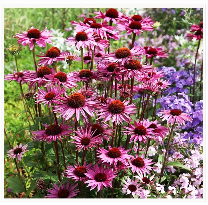 紫色松果菊种子四季种易活开花不断紫锥菊花庭院室外花种籽子