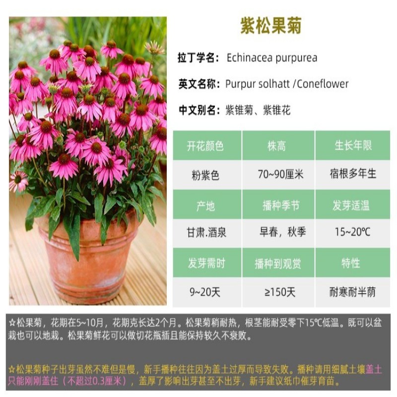 紫色松果菊种子四季种易活开花不断紫锥菊花庭院室外花种籽子