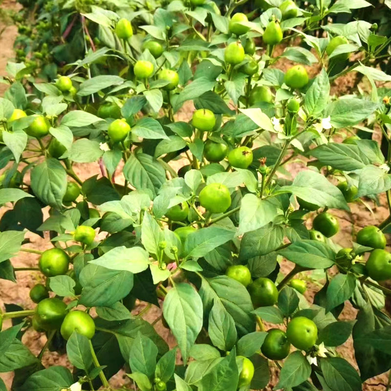 圆珠椒种子圆锥椒珍珠椒圆形红泡椒子弹头椒种子做干椒