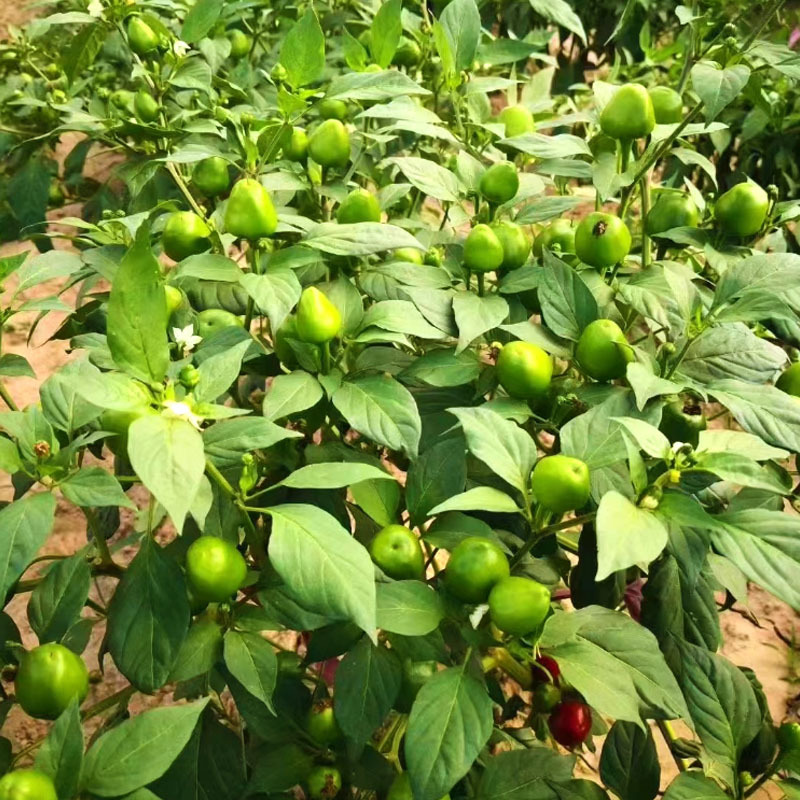 圆珠椒种子圆锥椒珍珠椒圆形红泡椒子弹头椒种子做干椒