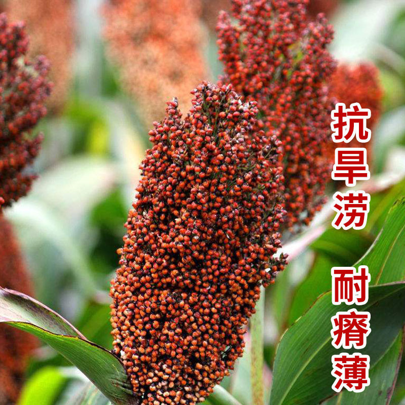 盛优红高粱种子矮杆高粱种子酿酒种了高产红糯早熟抗旱50克