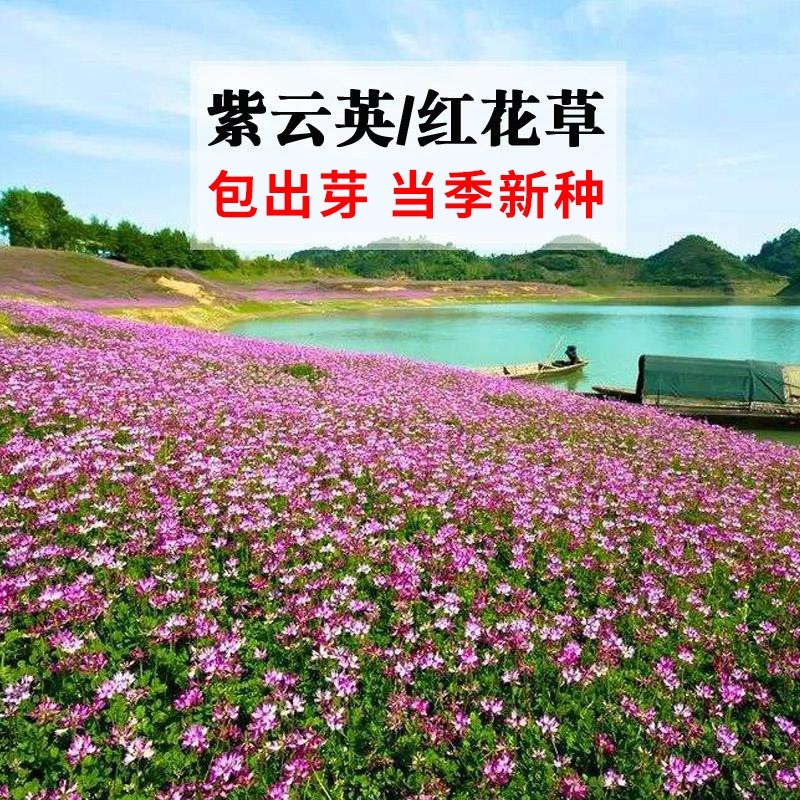 紫云英种子牧草绿肥红花草籽翘摇芽苗菜观赏花肥蜜蜂蜜源花籽