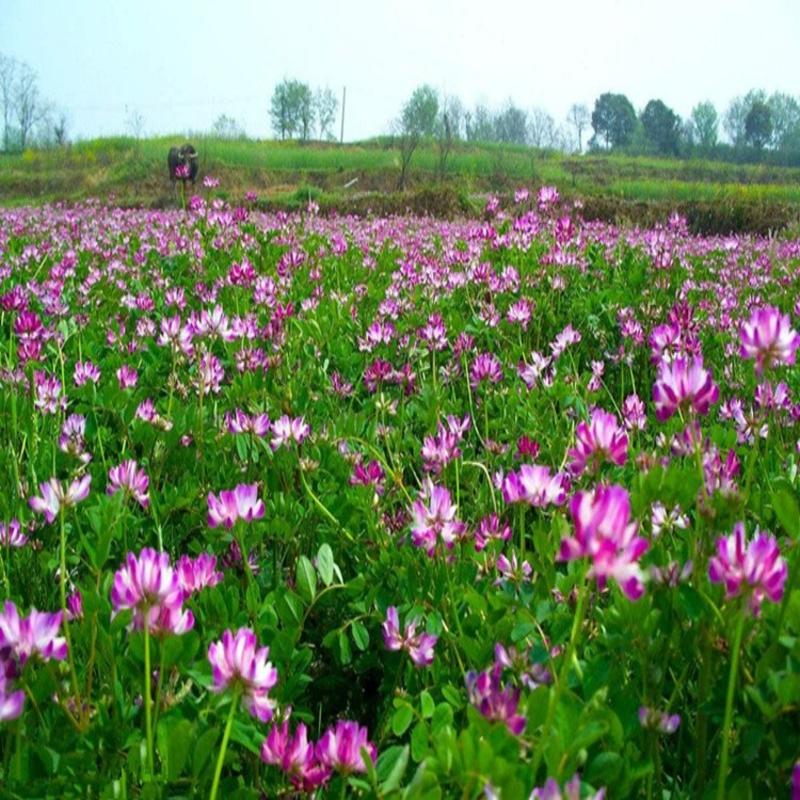 紫云英种子牧草绿肥红花草籽翘摇芽苗菜观赏花肥蜜蜂蜜源花籽