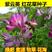 紫云英种子牧草绿肥红花草籽翘摇芽苗菜观赏花肥蜜蜂蜜源花籽