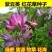 紫云英种子牧草绿肥红花草籽翘摇芽苗菜观赏花肥蜜蜂蜜源花籽