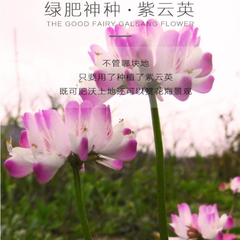 紫云英种子牧草绿肥红花草籽翘摇芽苗菜观赏花肥蜜蜂蜜源花籽
