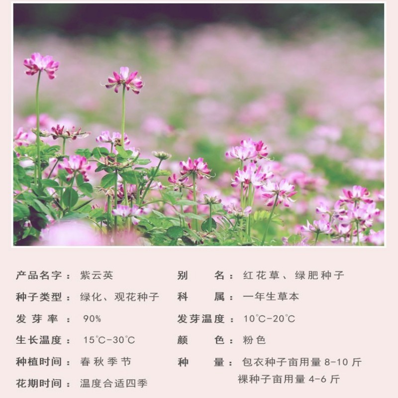 紫云英种子牧草绿肥红花草籽翘摇芽苗菜观赏花肥蜜蜂蜜源花籽