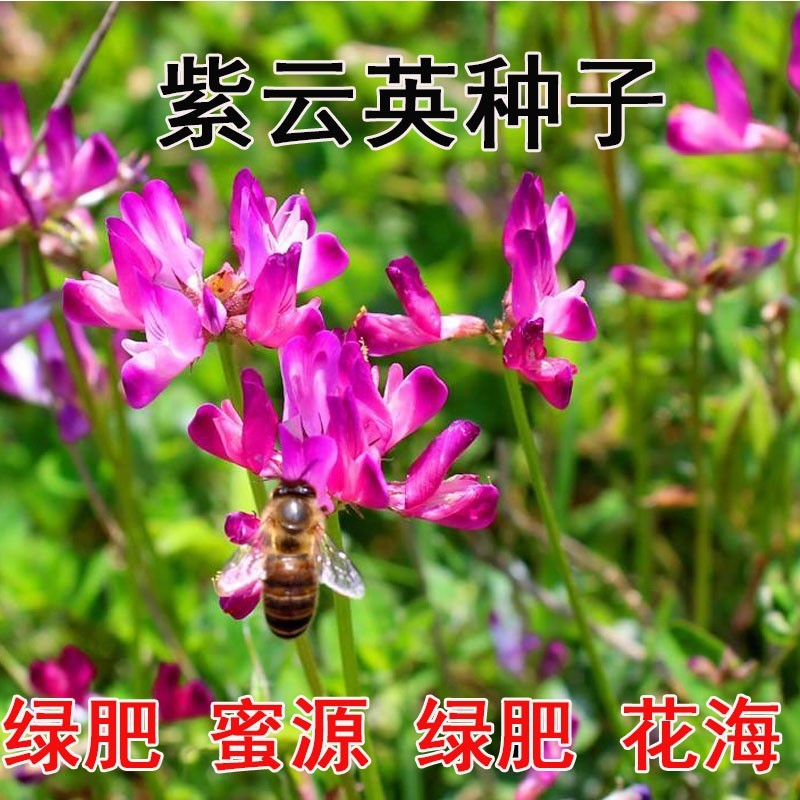 紫云英种子牧草绿肥红花草籽翘摇芽苗菜观赏花肥蜜蜂蜜源花籽