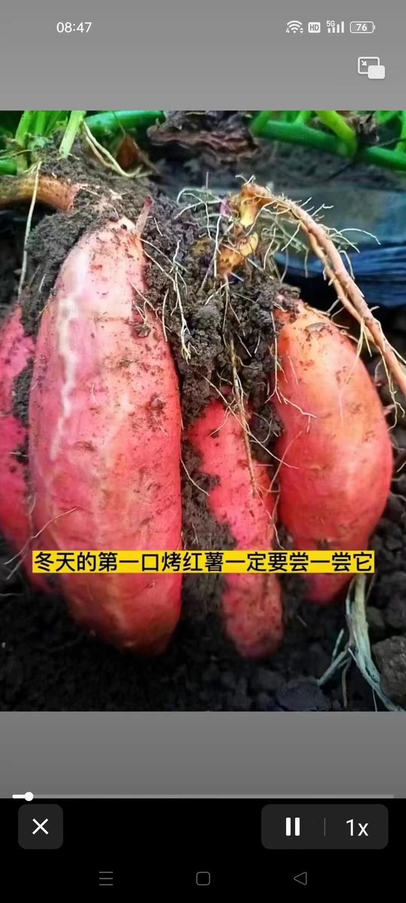 河北雄县烟薯，红薯产地直发货源充足欢迎实地考察量大从优